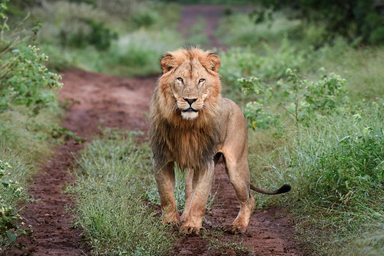 Mavela Game Lodge Mkuze Экстерьер фото